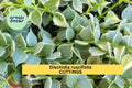 Dischidia ruscifolia Unrooted Cutting – Million Hearts Vine for Hanging Baskets & Terrariums – Easy to Grow Indoor Plant