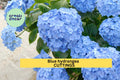 Blue Hydrangea Cuttings – 6–8 Inch Unrooted Hydrangea macrophylla Stem Propagation for Garden, Borders, Containers