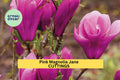 Pink Magnolia ‘Jane’ Cuttings – 10 Unrooted Hardwood Propagation Starts for Small Garden, Compact Spring-Blooming Tree, Magnolia liliflora × stellata