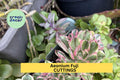 Unrooted Aeonium 'Fuji' Succulent Cuttings | Rosette-Shaped, Green & Reddish Tones | Rare Aeonium Hybrid for Gardens & Pots