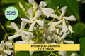Star Jasmine Cuttings | Unrooted Climbing Vine with Fragrant White Flowers | Trachelospermum jasminoides