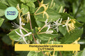 Japanese Honeysuckle Cuttings, Lonicera japonica, Fragrant White & Yellow Flowers, Climbing Vine for Garden Trellis