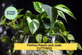 Pothos 'Pearls and Jade' Cuttings | Variegated Epipremnum aureum Indoor Houseplant for Hanging Baskets or Shelves