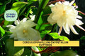 Night Blooming Cereus Cuttings - Epiphyllum Oxypetalum - Fragrant White Flowers - Orchid Cactus Starter 8-10"