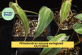 Philodendron Micans 'Velvet Halo' Cutting | Variegated Heartleaf Indoor Houseplant | Rare Trailing Foliage Plant