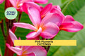 Pink Plumeria Cuttings | 10" Unrooted Starter | Frangipani Tree with Pink Flowers | Plumeria rubra Tropical Garden Plant