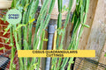 4 Cissus Quadrangularis Cuttings | Veldt Grape Succulent Vine | Easy to Grow Climbing Plant | Unrooted 12" Stems | USA Seller