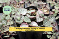String of Hearts Cuttings | Ceropegia woodii Trailing Vine | 10-12 Inches | Indoor Succulent Plant | Rare Houseplant