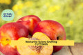 Organic Nectarine Tree Scion Cuttings | Prunus persica var. nucipersica | Grafting & Growing Supplies