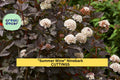 Summer Wine Ninebark Cuttings | Physocarpus opulifolius 'Summer Wine' | Deep Burgundy Foliage | Unrooted Shrub Starter