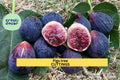 2 Burgan UKN Fig Tree Cuttings | Rare Ficus Carica Variety for Rooting | Edible Fruit Tree Starter | Unrooted Wood