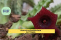 Huernia Schneideriana Rooted Cutting | Rare Trailing Succulent with Maroon Star-Shaped Flowers | Exotic Houseplant
