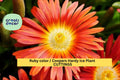Ruby Ice Plant Cuttings | Delosperma cooperi Ground Cover | Drought-Tolerant Succulent | Fast-Growing Perennial