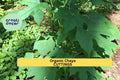 Organic Chaya Cuttings – Mexican Tree Spinach Starter – Cnidoscolus Aconitifolius – Edible Garden Plant, Fast-Growing, Drought Tolerant