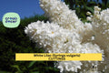 White Lilac Cuttings 6–7" Syringa vulgaris Dormant Unrooted Propagation Starter