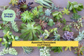 Assorted Succulent Cuttings Set | 15 Unrooted Varieties for Gardening, Crafts & Arrangements | Echeveria, Sedum, Crassula, Kalanchoe