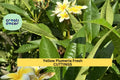 Yellow Plumeria Cutting | Double Head 10" Frangipani Stem | Tropical Garden Tree | Plumeria rubra
