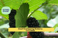 20+ Dwarf Everbearing Mulberry Cuttings | Unrooted Morus spp. Fruit Tree Stems for Propagation | Compact Berry Plant Starter