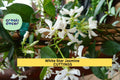 White Star Jasmine Cuttings – Fragrant Flowering Vine Starter – Unrooted Trachelospermum jasminoides Stems for Propagation