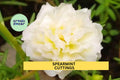 8 Spearmint Portulaca grandiflora Cuttings, Drought-Tolerant Flowering Succulent, Moss Rose, Unrooted, Sunny Garden Plant