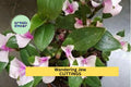 Tradescantia andersoniana ‘Blushing Maiden’ Cuttings – Variegated Pink, Green, Silver Houseplant, Easy to Root, Trailing Wandering Jew