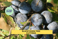 Blackthorn Tree Cuttings Set of 3 | Prunus spinosa Sloe Berry Bush for Rooting, Grafting, Hedging