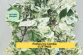 Marble Queen Pothos Cuttings – Variegated Epipremnum aureum Indoor Vining Houseplant Set of 3
