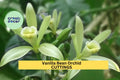 Vanilla Bean Orchid Cutting 12” | Unrooted Vanilla planifolia Climbing Vine | Tropical Orchid for Growing Vanilla Beans