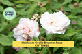 Cecile Brunner Rose Cuttings – 16 Unrooted Pink Fragrant Bush Rose Starter – Rosa 'Cécile Brunner'