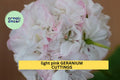 White-Pink Geranium Cuttings – 6" Pelargonium spp. Flowering Plant for Garden, Pots, and Borders