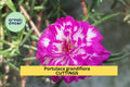 Portulaca grandiflora ‘IRIN’ Unrooted Cuttings – Colorful Moss Rose for Sunny Gardens, Pots & Hanging Baskets
