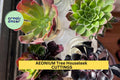 Assorted Aeonium Succulent Cuttings – 5 Unrooted Rosette Plants for Pots, Rock Gardens, Arrangements | Aeonium spp.