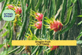 Dragon Fruit Cuttings ‘Orejona’ | Hylocereus undatus | Unrooted Stem for Pots & Trellises