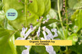 10 Organic Swedish Ivy Cuttings – Unrooted Plectranthus verticillatus Trailing Houseplant for Pots & Hanging Baskets