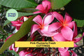Pink Plumeria Cuttings – 10" Unrooted Stem, Tropical Flowering Plant, Plumeria rubra for Pots, Garden, or Borders