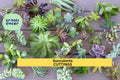 Assorted Succulent Cuttings – Unrooted Mixed Varieties for Pots, Terrariums, Crafts | Echeveria, Sedum, Crassula