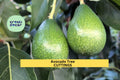 3 Zutano Avocado Tree Cuttings – Unrooted Grafting Scions for Propagation, Persea americana, Cold-Tolerant, Zones 9–11