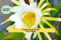 American Beauty Dragon Fruit Scrap Cuttings – 8 Pieces, Self-Pollinating Hylocereus guatemalensis, 2–8 Inches, Climbing Cactus for Propagation