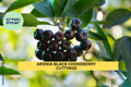 12 Unrooted Black Chokeberry Cuttings – Aronia melanocarpa for Edible Landscaping, Hedgerows, Native Gardens