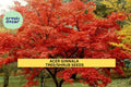 Acer ginnala Seeds – 3 Packs of 10 Amur Maple Tree Seeds for Hedges, Ornamental Landscaping, Fall Foliage, Hardy Deciduous Tree