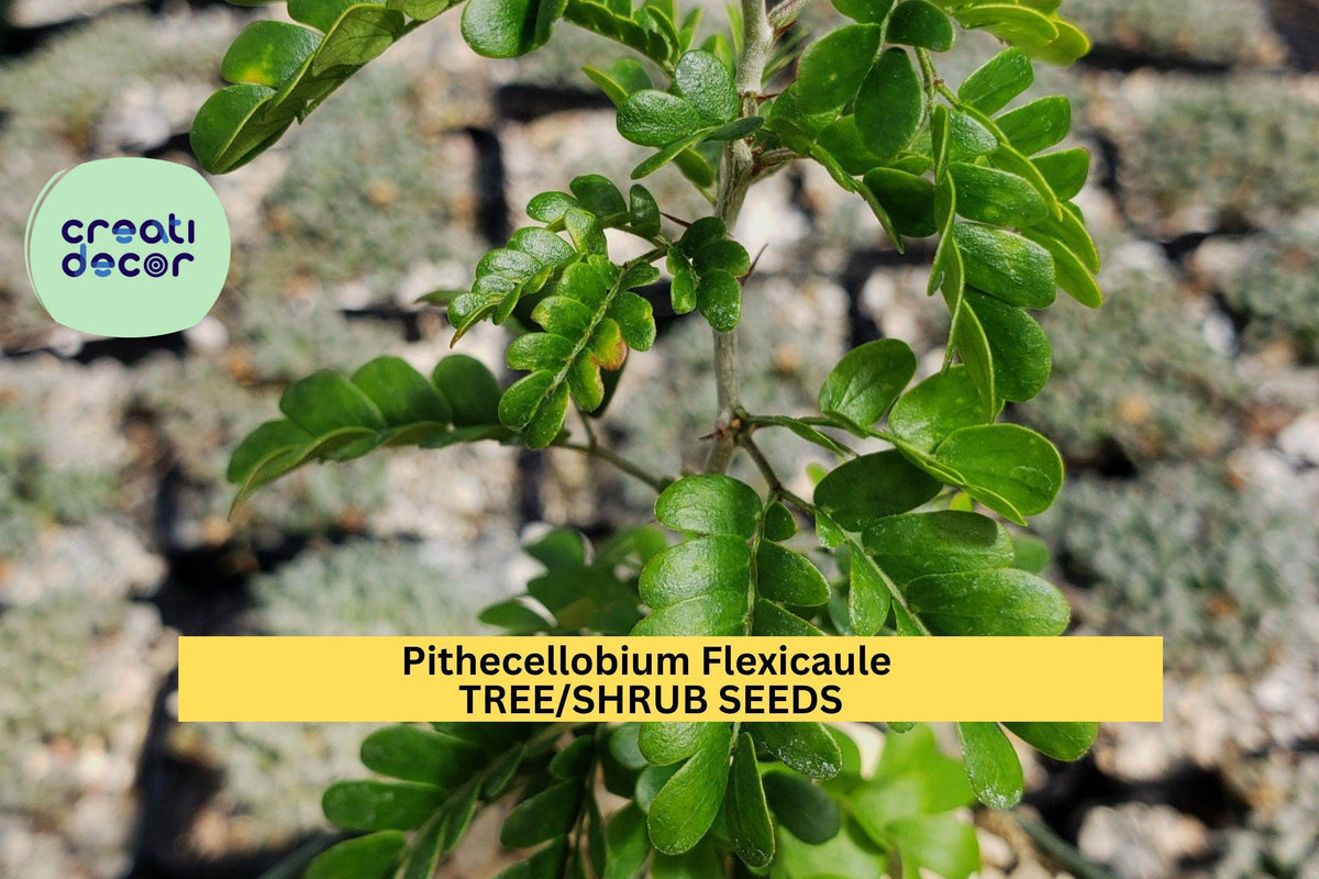 3 Pack Texas Ebony Tree Seeds – Pithecellobium flexicaule Drought-Tolerant Native for Bonsai, Landscaping, Wildlife Gardens