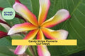 Candy Stripe Plumeria Cutting – 10" Unrooted Single Head Tropical Fragrant Flowering Plant – Plumeria rubra