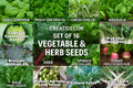 Set of 16 Vegetable & Herb Seeds Pack – Basil, Arugula, Kale, Broccoli, Cilantro, Okra, Spinach & More – Non-GMO, USA