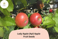 Lady Apple Seeds | Miniature Heirloom Fruit Tree Seeds | Malus domestica (Api Variety)