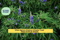 Vitex agnus-castus Seeds – 3 Pack of 10 Purple Flowering Shrubs for Pollinator Gardens & Drought Landscapes