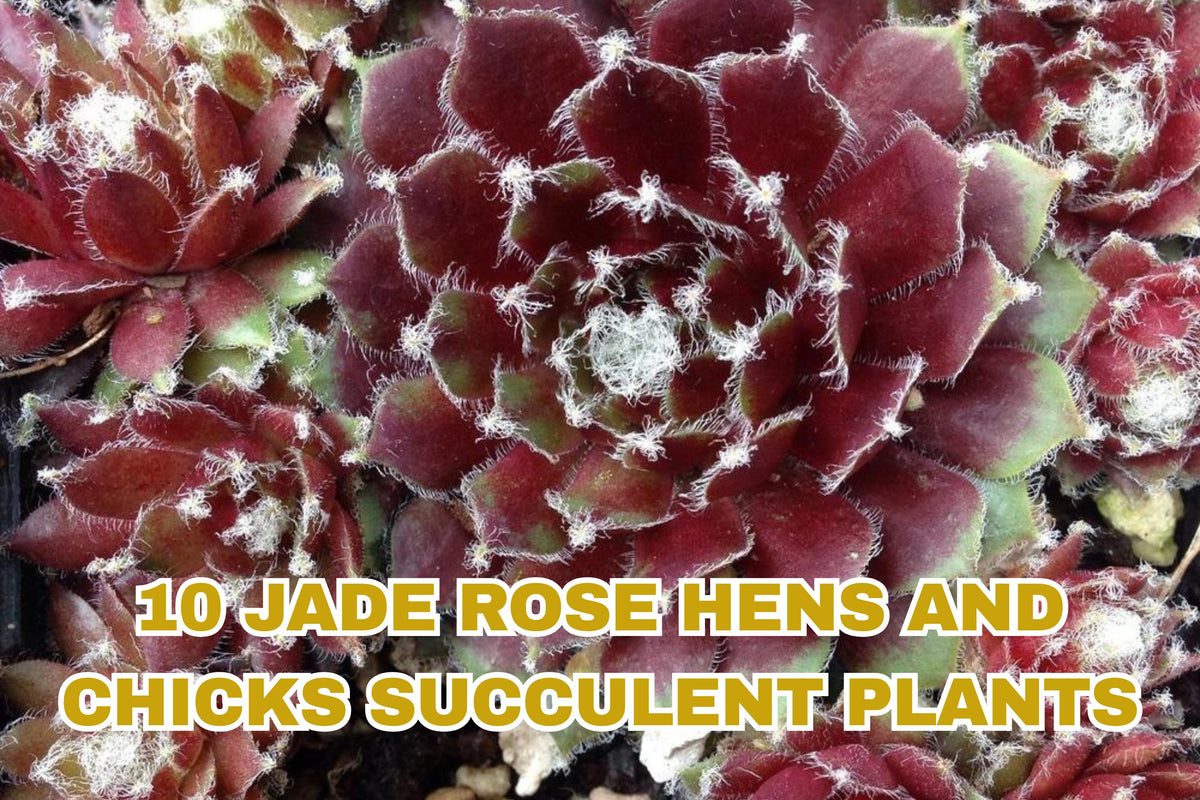 Jade Rose Hens and Chicks Succulents – 10 Live Sempervivum Perennials, Cold Hardy, Drought Tolerant, Rock Garden, Zone 4 Plants