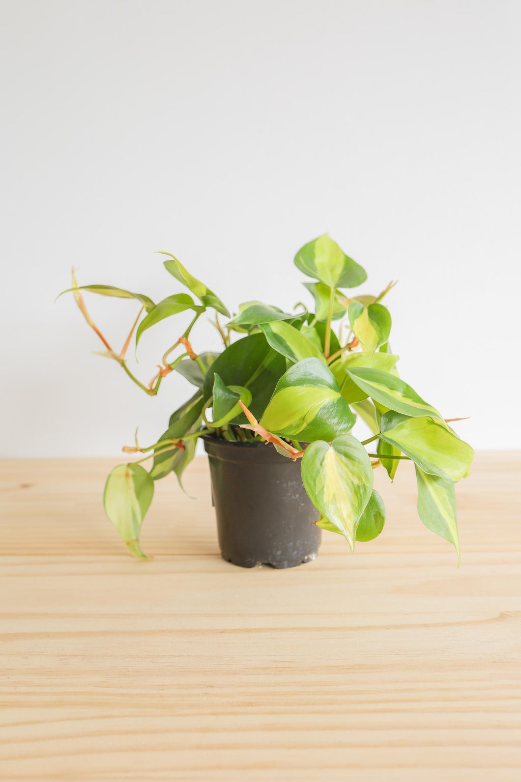 Brazil Philodendron