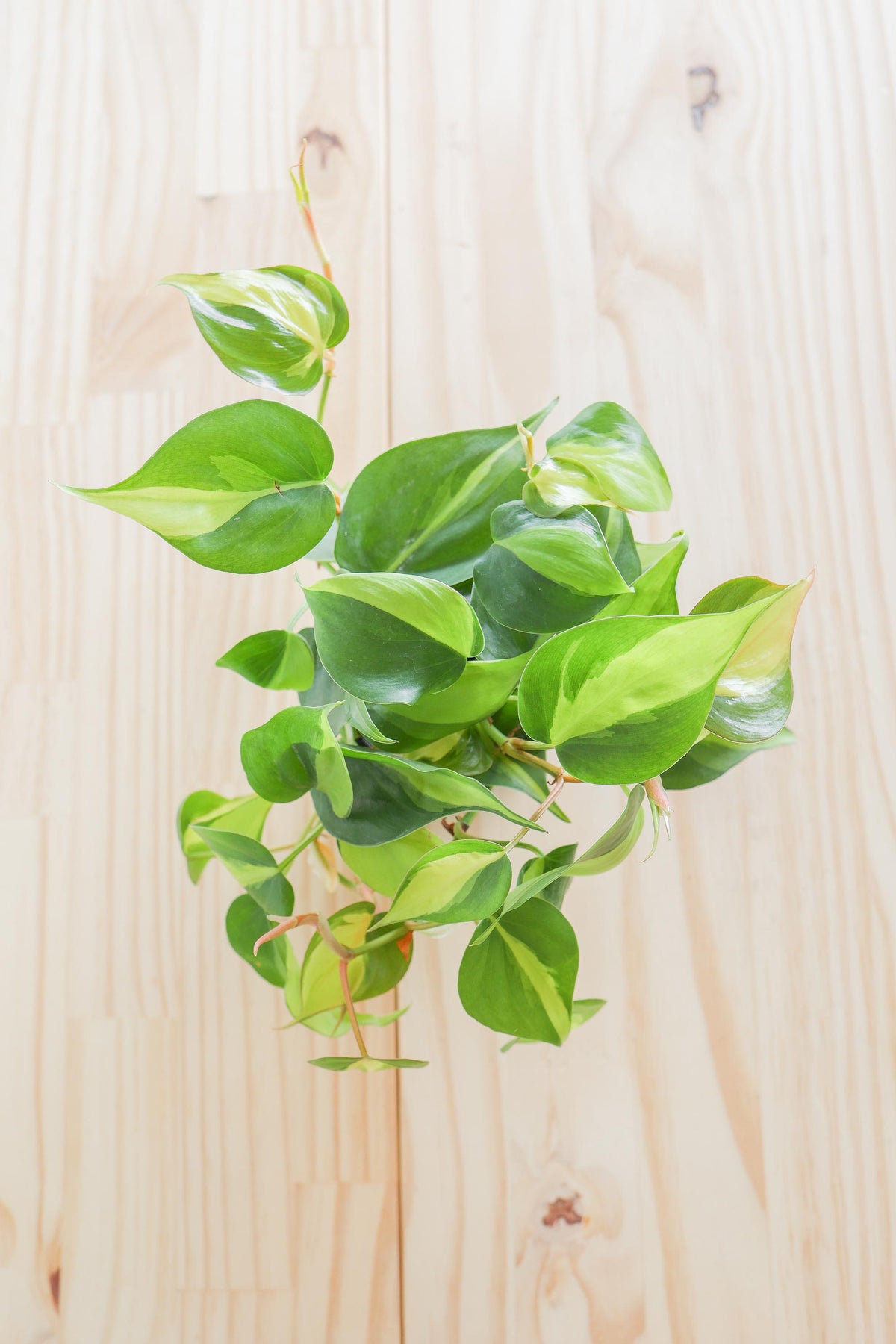 Brazil Philodendron