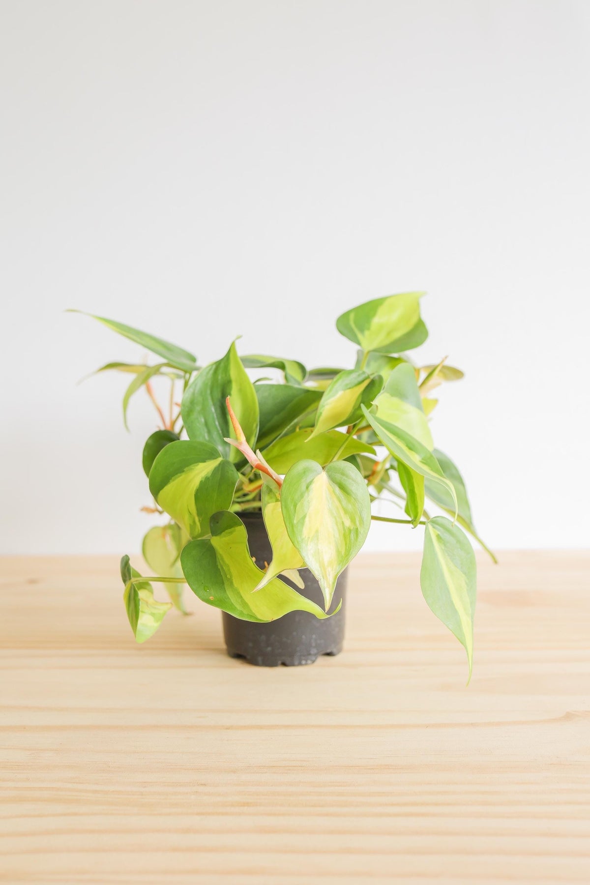 Brazil Philodendron