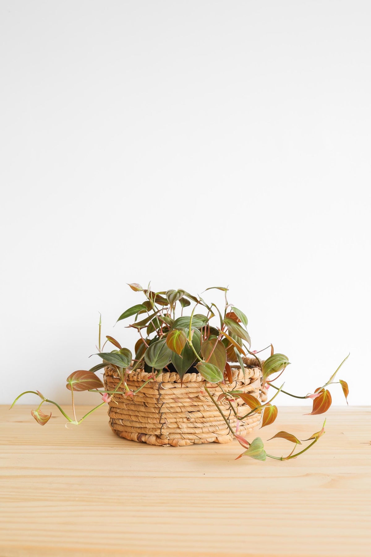 Micans Philodendron